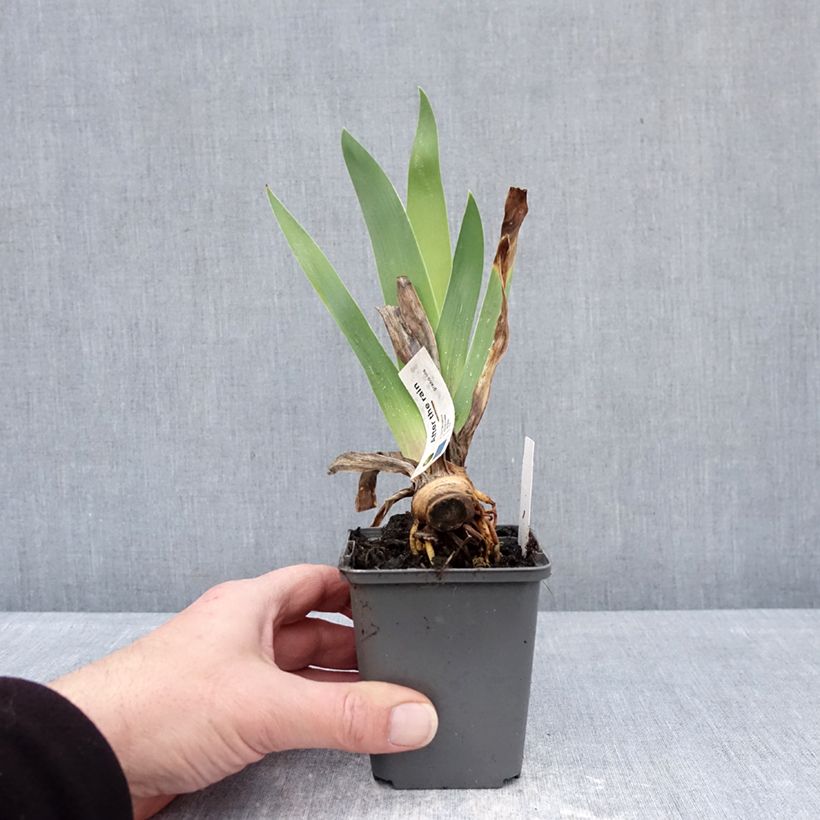 Exemplaar van Iris germanica After The Rain - Baardiris Kweekpotje van 8/9 cm zoals geleverd in de winter