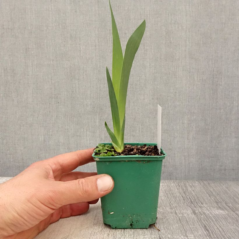Exemplaar van Iris germanica Agrippa - Baardiris Kweekpotje van 8/9 cm zoals geleverd in de lente