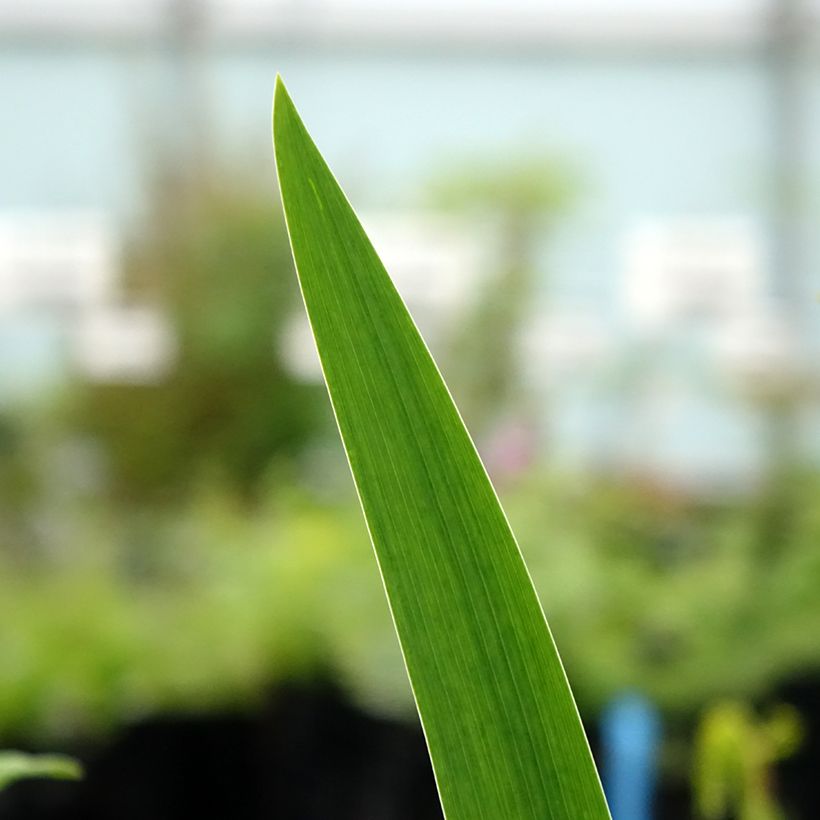 Iris germanica Agrippa - Baardiris (Blad)