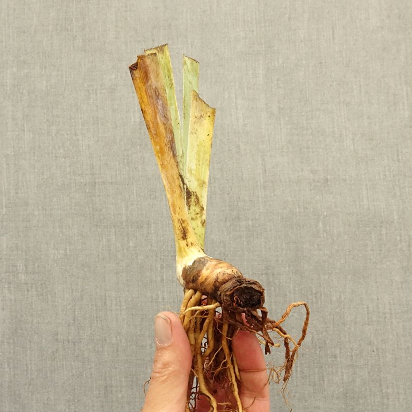 Exemplaar van Iris germanica Alas - Baardiris Wortelstok zoals geleverd in de winter