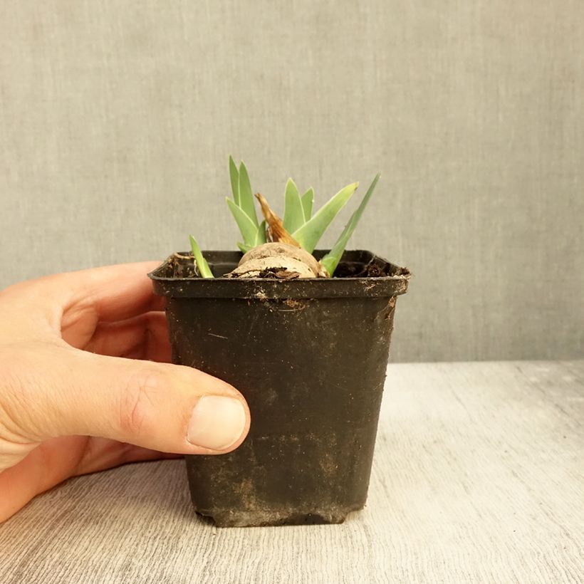 Exemplaar van Iris germanica Alizes - Iris des Jardins Godet de 8/9 cm zoals geleverd in de herfst
