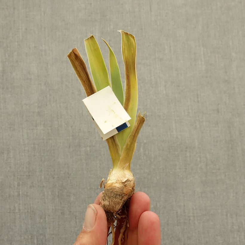 Exemplaar van Iris germanica Allumez le Feu - Baardiris Lilliput Wortelstok zoals geleverd in de winter