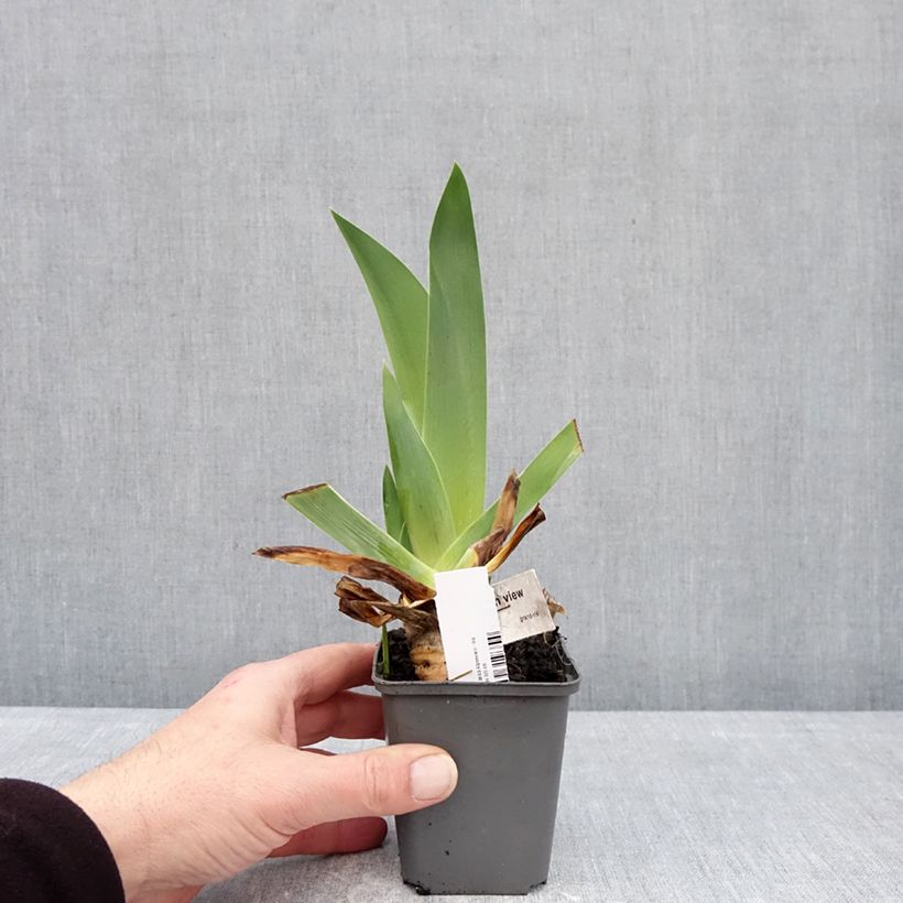Exemplaar van Iris germanica Alpenview - Baardiris Kweekpotje van 8/9 cm zoals geleverd in de winter