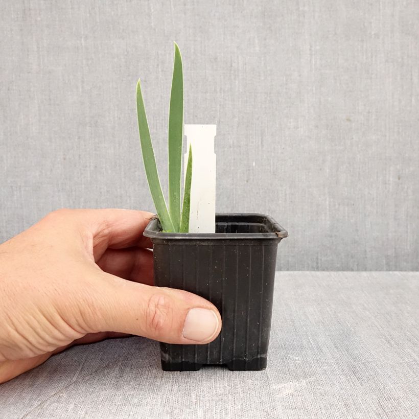 Exemplaar van Iris germanica Arpège - Baardiris Kweekpotje van 8/9 cm zoals geleverd in de herfst