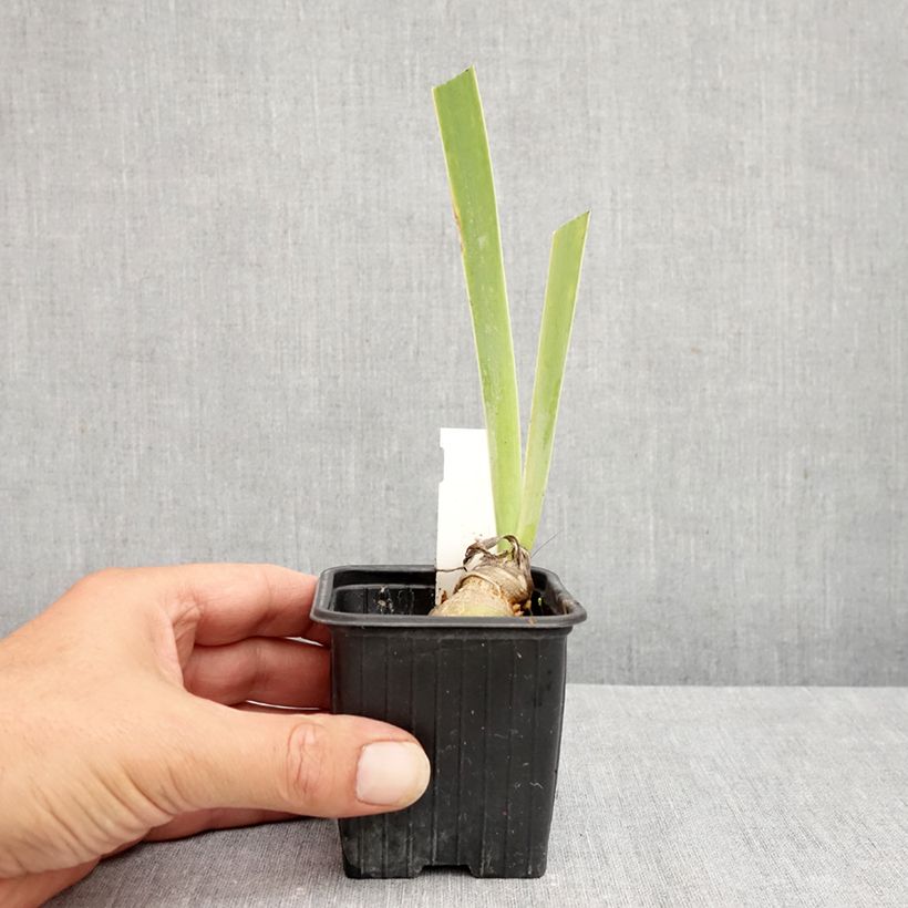 Exemplaar van Iris germanica Arpège - Baardiris Kweekpotje van 8/9 cm zoals geleverd in de zomer