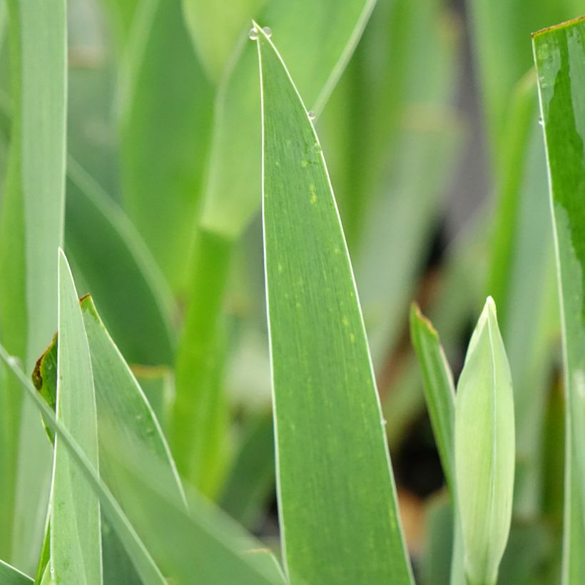 Iris germanica Arpège - Baardiris (Blad)