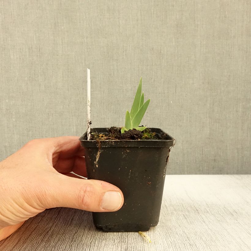 Exemplaar van Iris germanica Art Déco - Baardiris Kweekpotje van 8/9 cm zoals geleverd in de herfst