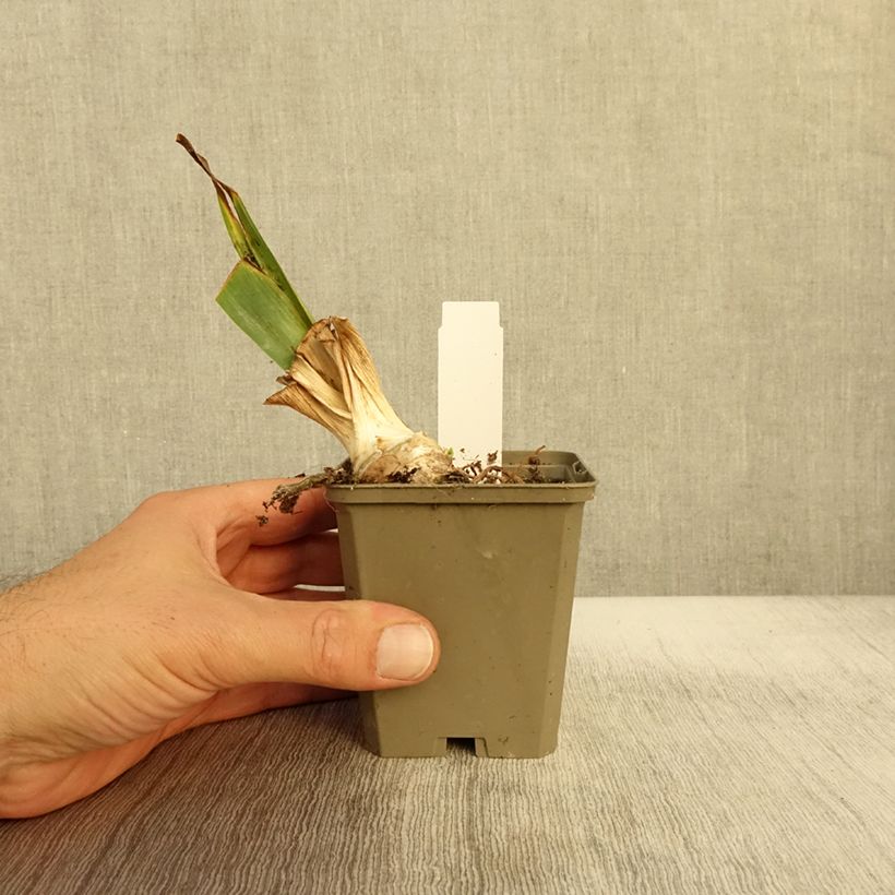 Exemplaar van Iris germanica Babbling Brook - Baardiris Kweekpotje van 8/9 cm zoals geleverd in de herfst