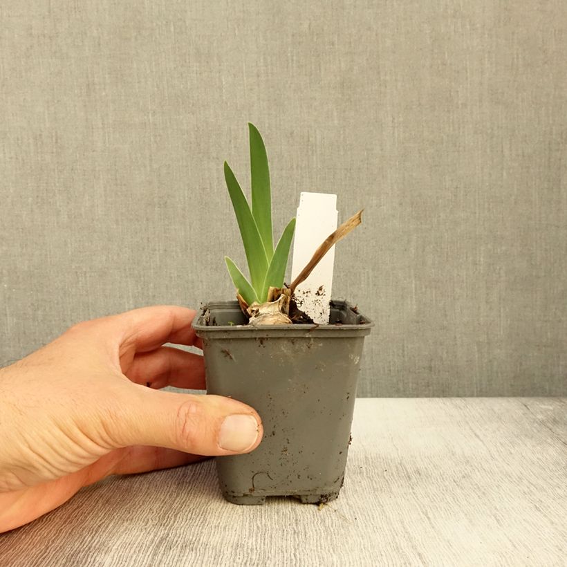 Exemplaar van Iris germanica Baie des Anges - Iris des Jardins Godet de 8/9 cm zoals geleverd in de herfst