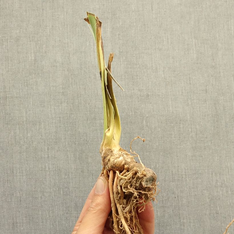 Exemplaar van Iris germanica Be My Angel - Baardiris Lilliput Wortelstok zoals geleverd in de winter