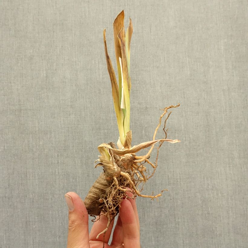 Exemplaar van Iris germanica Beauté De Sologne - Baardiris Wortelstok zoals geleverd in de winter