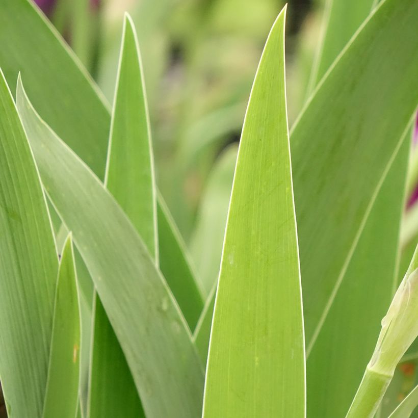 Iris germanica Bébé Rose - Baardiris roze (Blad)