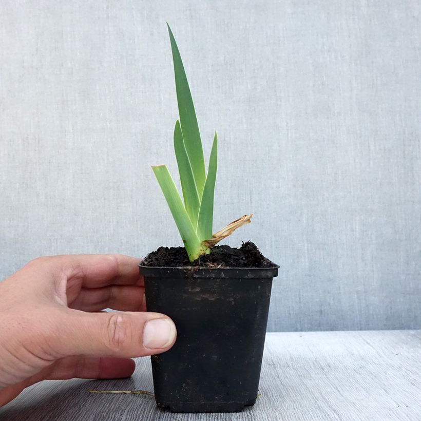 Exemplaar van Iris germanica Bébé Rose - Baardiris roze Kweekpotje van 8/9 cm zoals geleverd in de herfst