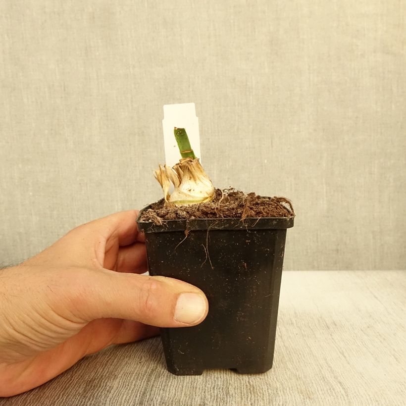 Exemplaar van Iris Barbata-Media Bedtime Story - Baardiris Kweekpotje van 8/9 cm zoals geleverd in de herfst