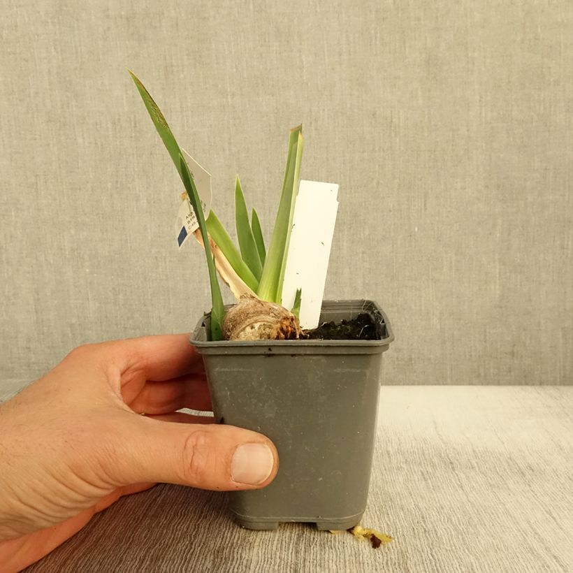 Exemplaar van Iris germanica Belle Surprise - Baardiris Kweekpotje van 8/9 cm zoals geleverd in de herfst