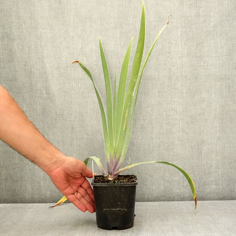 Exemplaar van Iris germanica Black Dragon - Baardiris Pot van 1,5 l/2 l zoals geleverd in de zomer