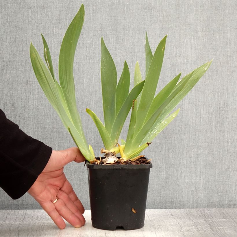 Exemplaar van Iris germanica Black Dragon - Baardiris Pot van 1,5 l/2 l zoals geleverd in de lente