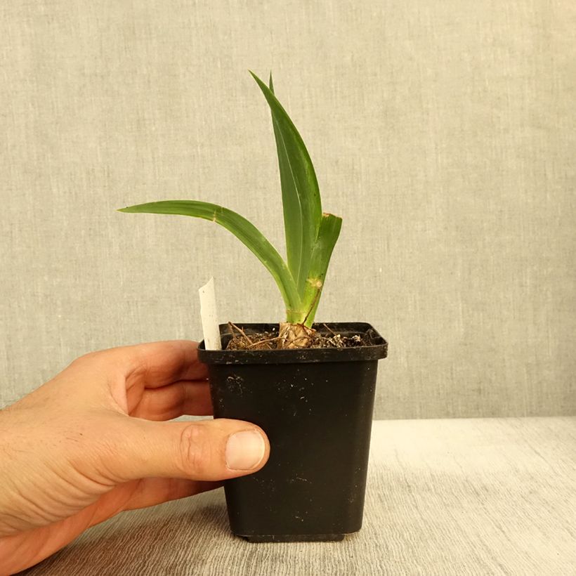 Exemplaar van Iris germanica Black Knight - Baardiris Kweekpotje van 8/9 cm zoals geleverd in de herfst