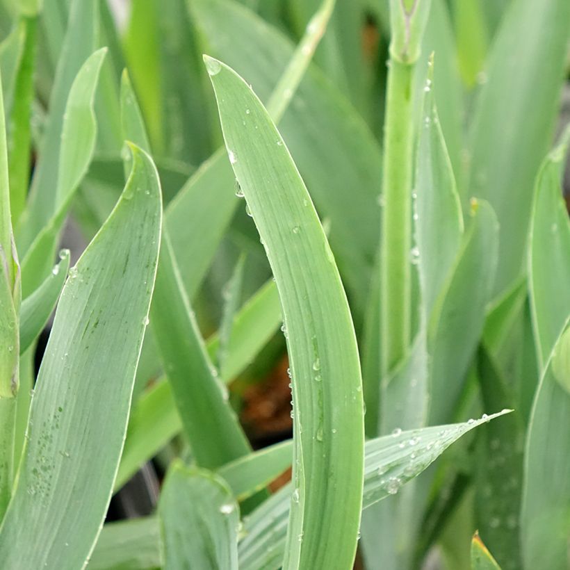 Iris germanica Black Knight - Baardiris (Blad)