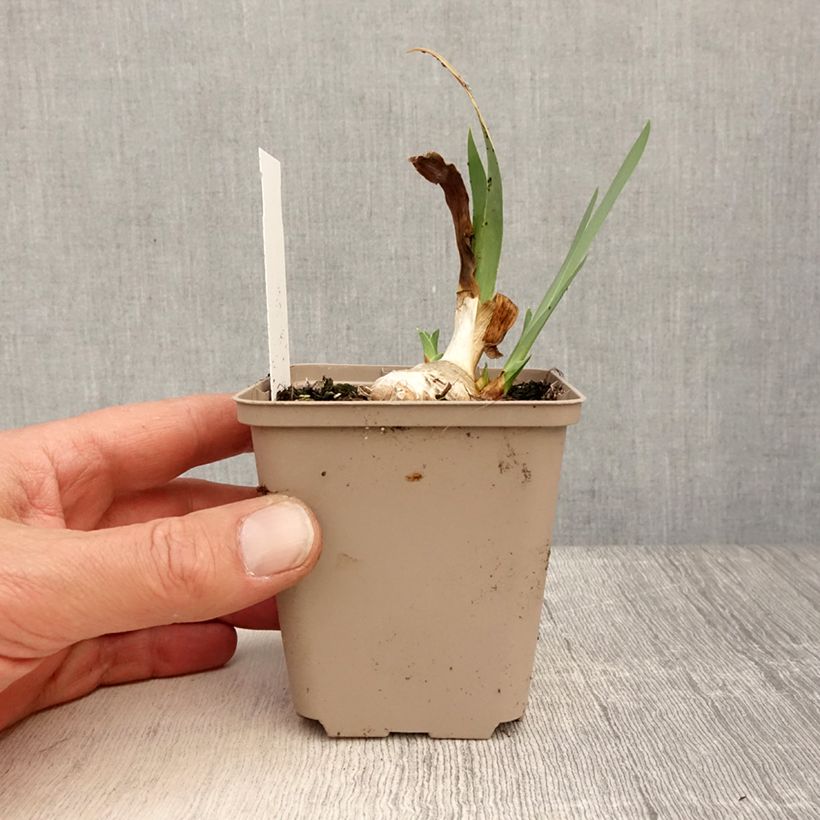Exemplaar van Iris germanica Blessed Again - Baardiris Kweekpotje van 8/9 cm zoals geleverd in de lente