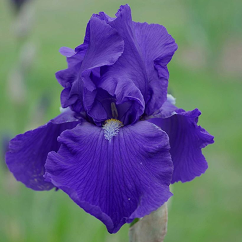 Iris germanica Bleu de Gien - Baardiris (Bloei)