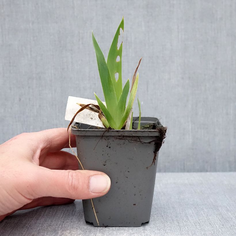 Exemplaar van Iris germanica Blue Crusader - Baardiris Kweekpotje van 8/9 cm zoals geleverd in de winter