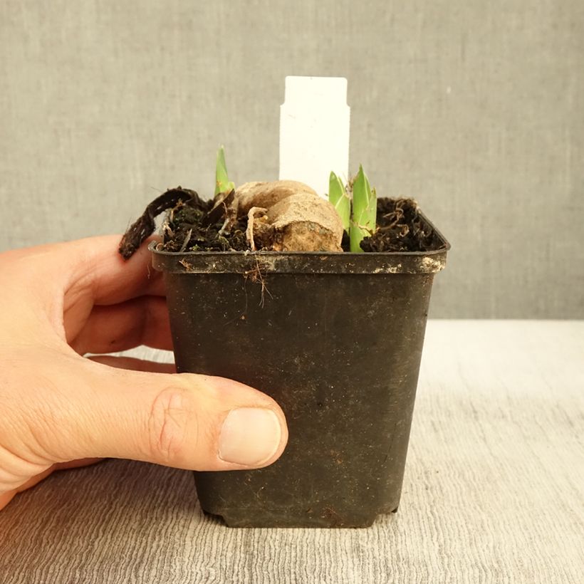 Exemplaar van Iris germanica Blue Crusader Godet de 8/9 cm zoals geleverd in de herfst
