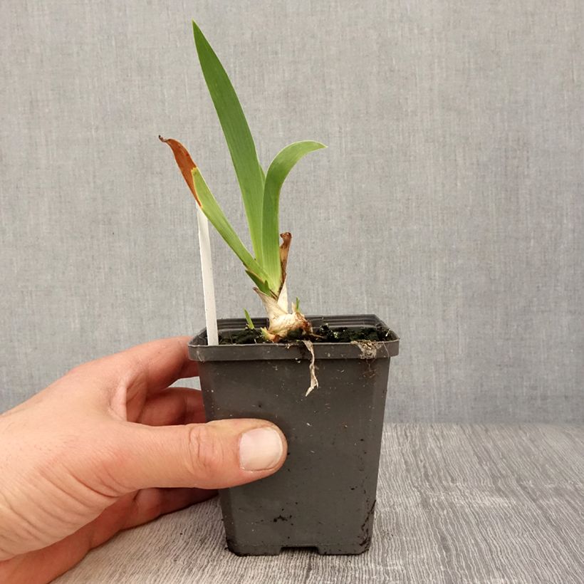 Exemplaar van Iris germanica Blue Rhythm - Baardiris Kweekpotje van 8/9 cm zoals geleverd in de lente