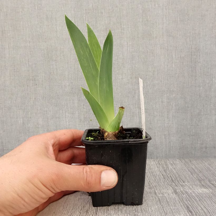 Exemplaar van Iris germanica Blue Sapphire - Baardiris Kweekpotje van 8/9 cm zoals geleverd in de lente
