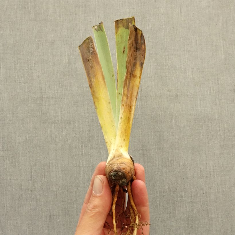Exemplaar van Iris germanica Brilliant Disguise - Baardiris Wortelstok zoals geleverd in de winter
