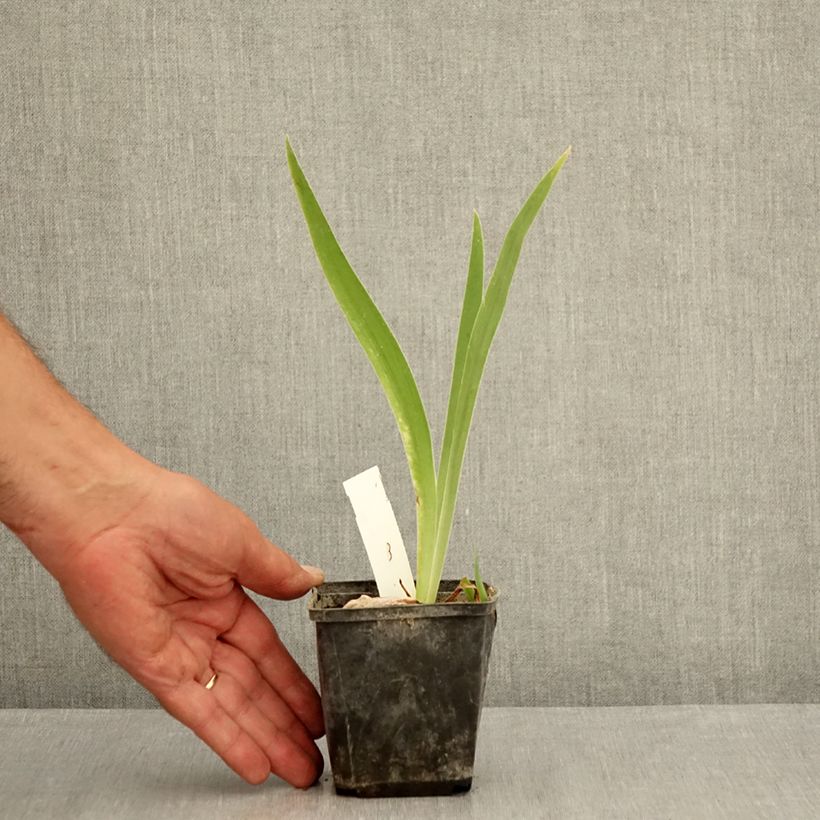 Exemplaar van Iris germanica Brin de Folie - Baardiris Kweekpotje van 8/9 cm zoals geleverd in de zomer