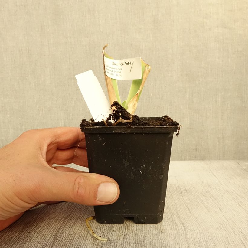 Exemplaar van Iris germanica Brin de Folie - Baardiris Kweekpotje van 8/9 cm zoals geleverd in de herfst