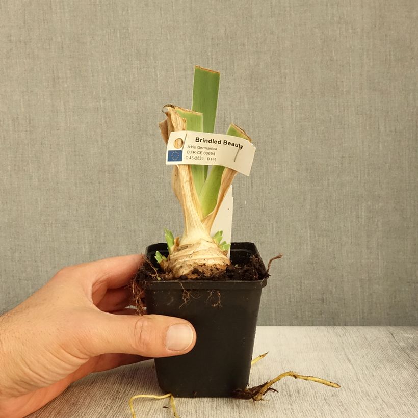 Exemplaar van Iris germanica Brindled Beauty - Baardiris Kweekpotje van 8/9 cm zoals geleverd in de herfst