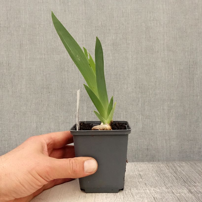 Exemplaar van Iris germanica Brindled Beauty - Baardiris Kweekpotje van 8/9 cm zoals geleverd in de lente