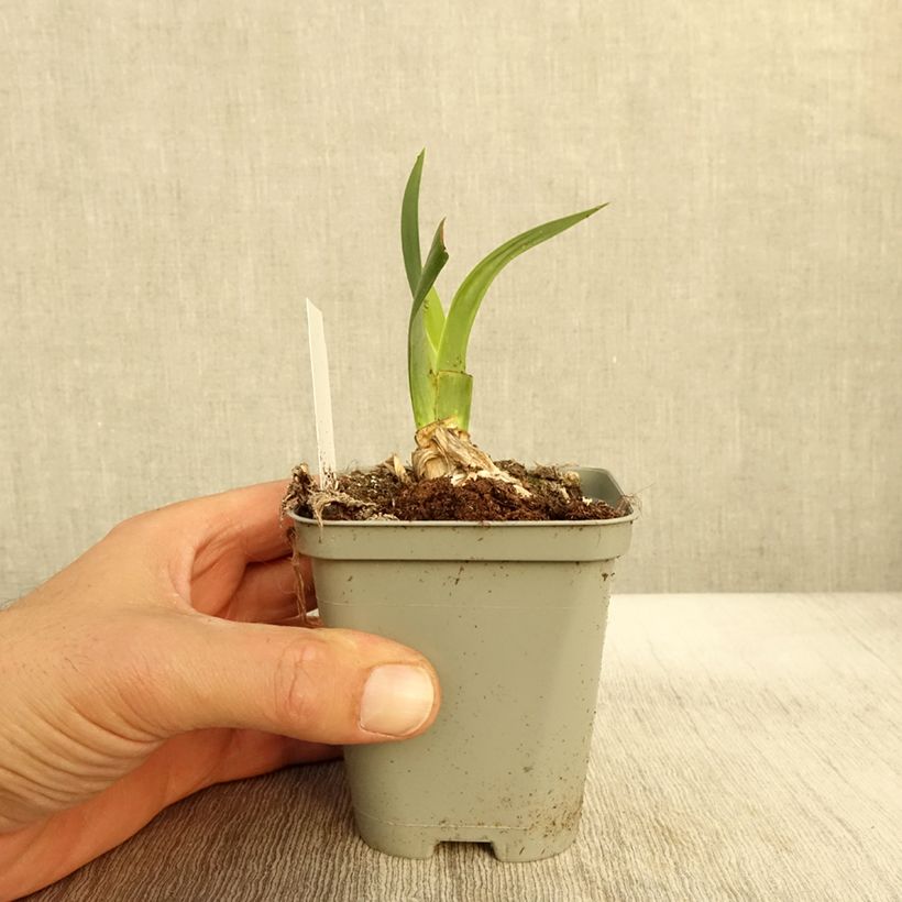 Exemplaar van Iris germanica Bullwinkle - Baardiris Kweekpotje van 8/9 cm zoals geleverd in de herfst