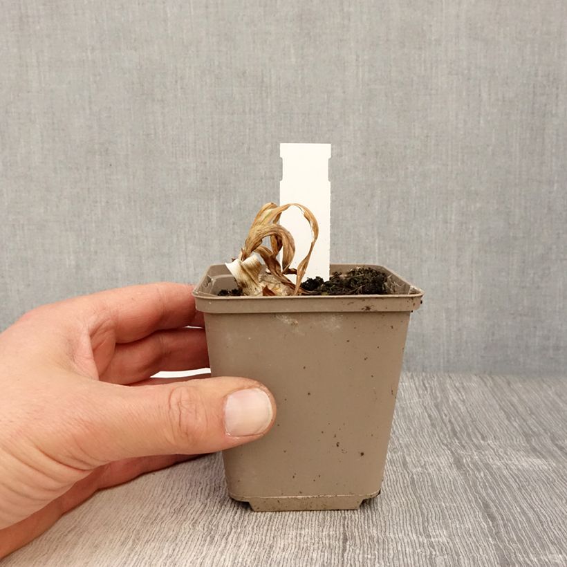 Exemplaar van Iris germanica Bullwinkle - Baardiris Kweekpotje van 8/9 cm zoals geleverd in de lente