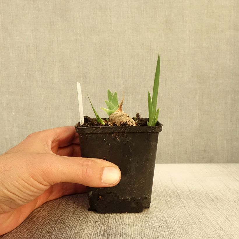 Exemplaar van Iris germanica Burnt Toffee - Baardiris Kweekpotje van 8/9 cm zoals geleverd in de herfst