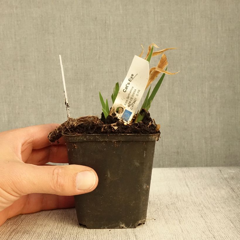 Exemplaar van Iris germanica Lilliput - Baardiris Lilliput Kweekpotje van 8/9 cm zoals geleverd in de herfst