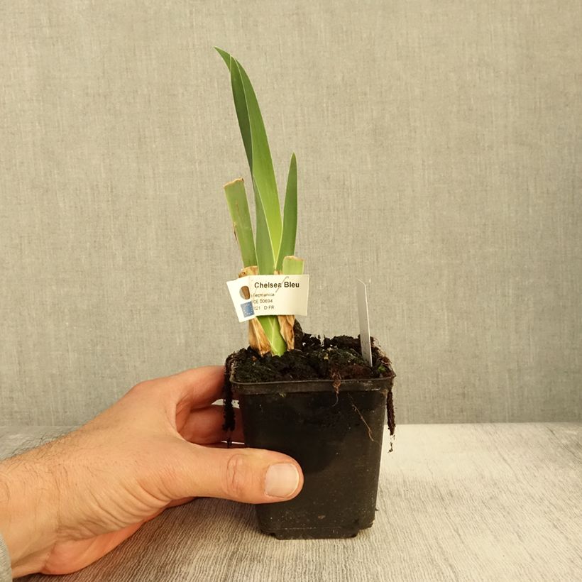 Exemplaar van Iris germanica Chelsea Bleu Godet de 8/9 cm zoals geleverd in de herfst