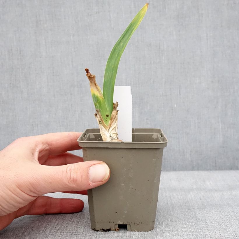 Exemplaar van Iris germanica Cherished - Baardiris Kweekpotje van 8/9 cm zoals geleverd in de winter