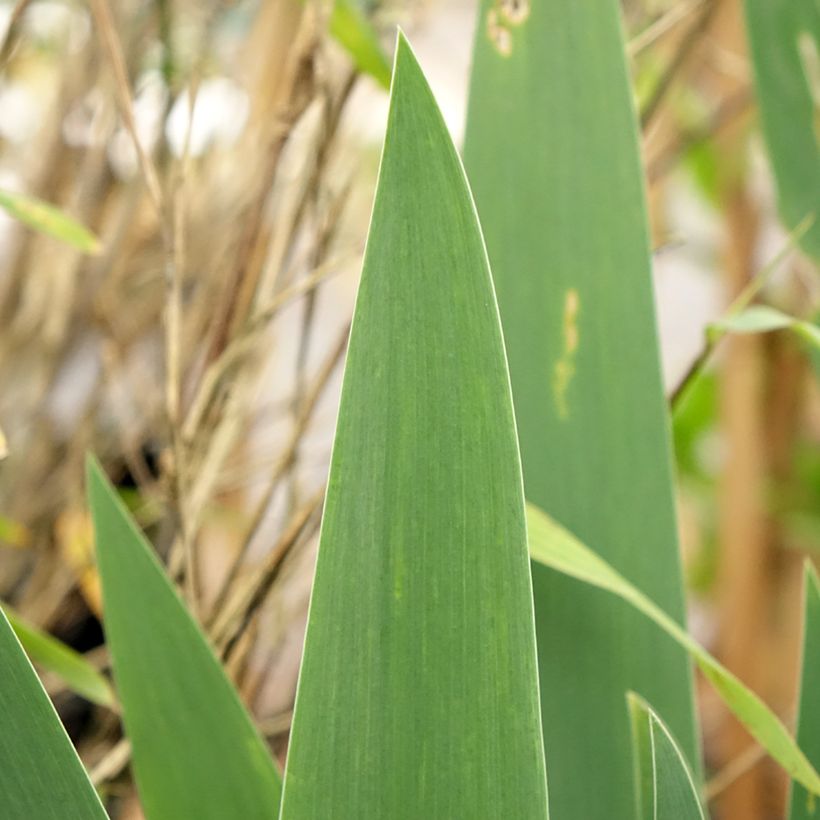 Iris germanica Cherished - Baardiris (Blad)