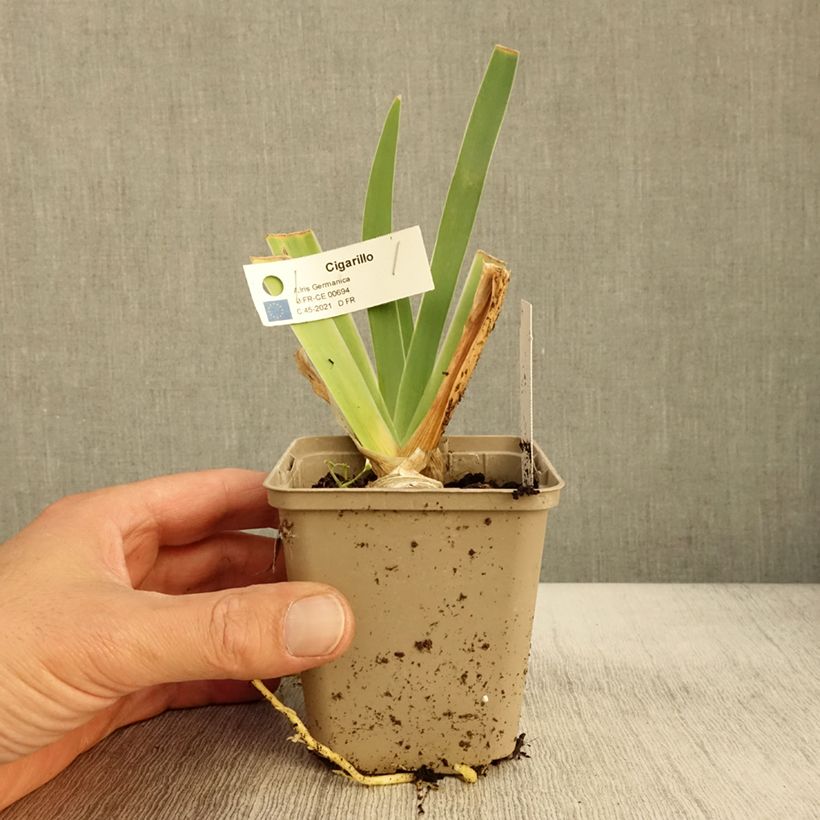 Exemplaar van Iris germanica Cigarillo - Iris des Jardins Godet de 8/9 cm zoals geleverd in de herfst