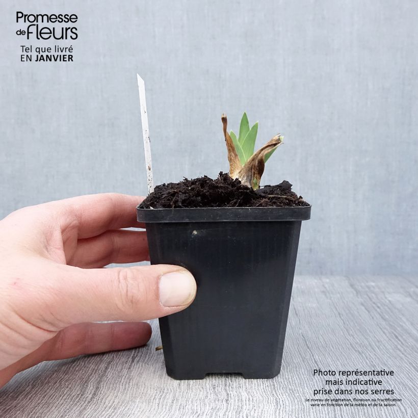 Exemplaar van Iris germanica Coffee Trader - Baardiris Kweekpotje van 8/9 cm zoals geleverd in de winter