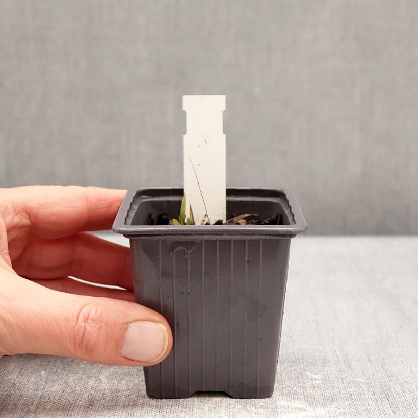 Example of Iris germanica Color me Rose Lilliput - Baardiris Kweekpotje van 8/9 cm as you get in hiver