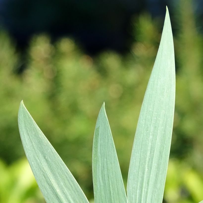 Iris germanica Color me Rose Lilliput - Baardiris (Blad)