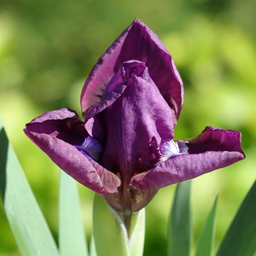 Iris germanica Color me Rose Lilliput - Baardiris (Bloei)
