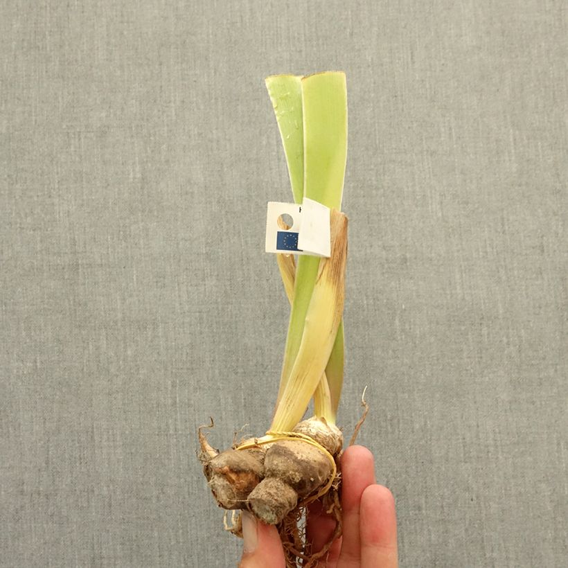 Exemplaar van Iris germanica Coloration Végétale - Baardiris Wortelstok zoals geleverd in de winter