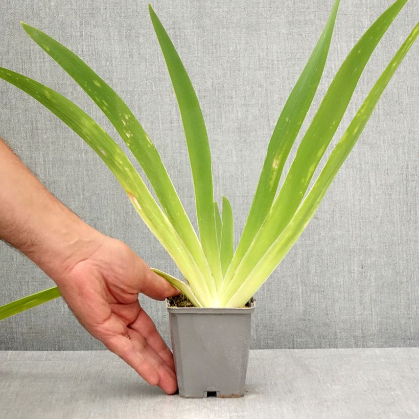 Exemplaar van Iris germanica Comme un Sourire - Baardiris Kweekpotje van 8/9 cm zoals geleverd in de herfst