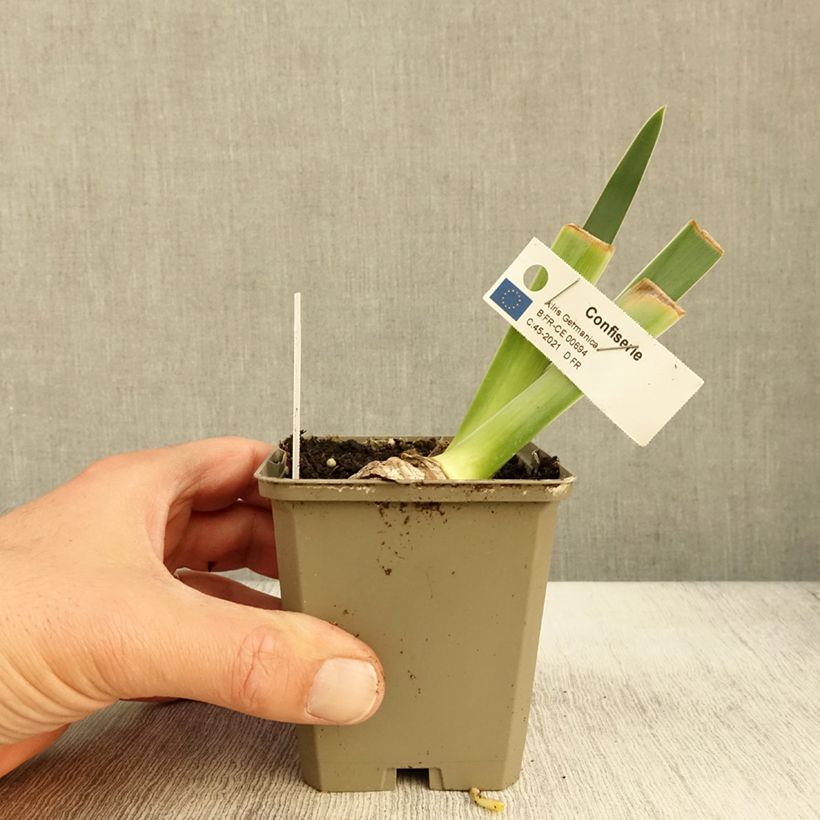 Exemplaar van Iris germanica Confiserie - Iris des Jardins Godet de 8/9 cm zoals geleverd in de herfst