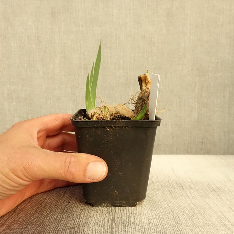 Exemplaar van Iris germanica Crimson Tiger - Baardiris Kweekpotje van 8/9 cm zoals geleverd in de herfst